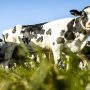 Dutch cow farmers face tough climate choices