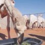 Hot milk and grooming for camels at luxury hotel