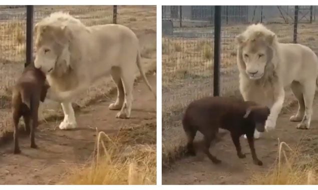 Beautiful Friendship of Lion and Dog goes viral