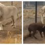 Beautiful Friendship of Lion and Dog goes viral