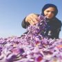 No one can stop saffron aroma