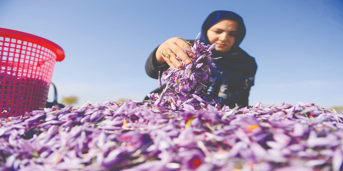 saffron