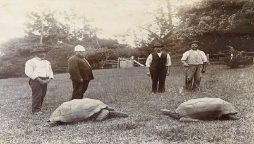 world's oldest tortoise