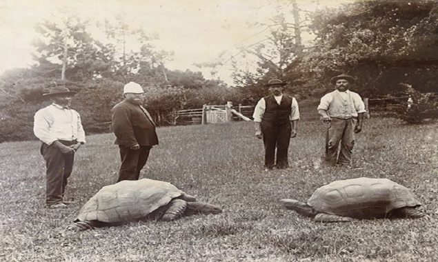 world's oldest tortoise
