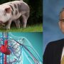 Pakistani doctor made history by transplanting a pig’s heart into a Human