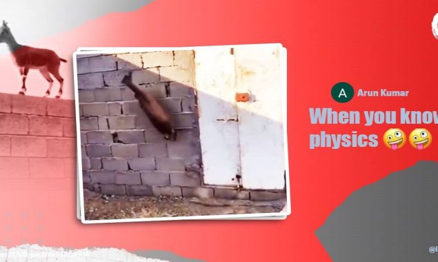 Watch: A goat climbs the wall with amazing parkour skills
