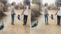 Heartbreaking video: Peacock refuse to leave his partner even after he died