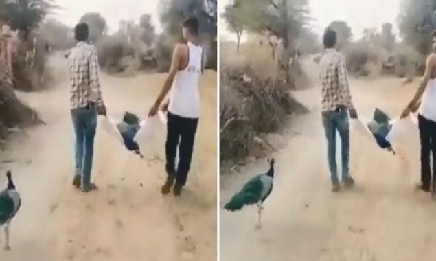 Heartbreaking video: Peacock refuse to leave his partner even after he died