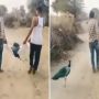 Heartbreaking video: Peacock refuse to leave his partner even after he died