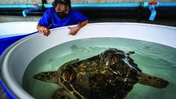 Sea turtles return to Thailand’s shores