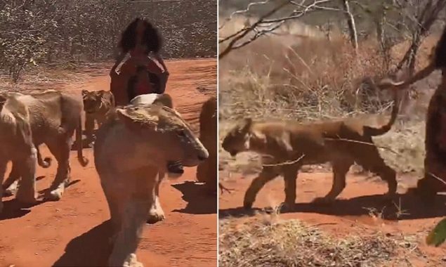 Watch a video of a woman casually walking with lions in the jungle 