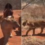 Watch a video of a woman casually walking with lions in the jungle 