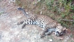 Wounded female Leopard succumbs to bullet injuries at IWMB rehab centre