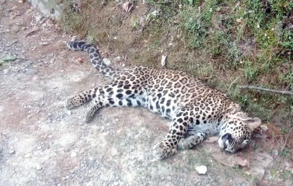 Wounded Leopard succumbs to bullet injuries at Islamabad rehab centre