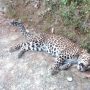 Wounded Leopard succumbs to bullet injuries at Islamabad rehab centre