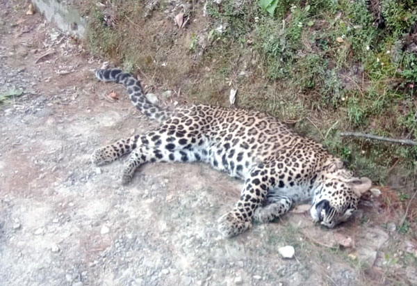 Wounded female Leopard succumbs to bullet injuries at IWMB rehab centre