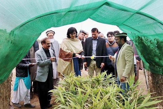 Pakistan gets its first-ever ginger forest