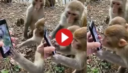 WATCH VIDEO: Monkeys Shown Video of Themselves on Phone, Their Reaction is Adorable