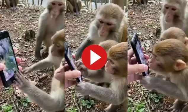 WATCH VIDEO: Monkeys Shown Video of Themselves on Phone, Their Reaction is Adorable