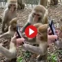 WATCH VIDEO: Monkeys Shown Video of Themselves on Phone, Their Reaction is Adorable