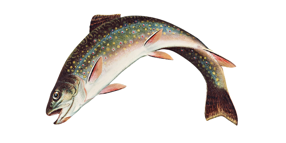 Trout mania
