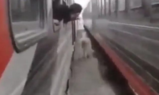 Hair-raising video: A horse gallops between moving trains