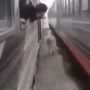 Hair-raising video: A horse gallops between moving trains