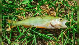 Fish