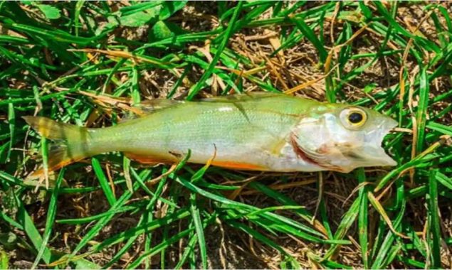 Fish