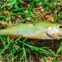 During rain, fish fall from the sky, which is an unusual incident