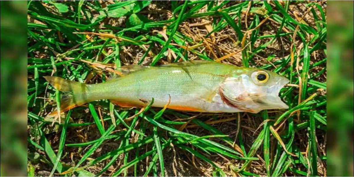 Fish