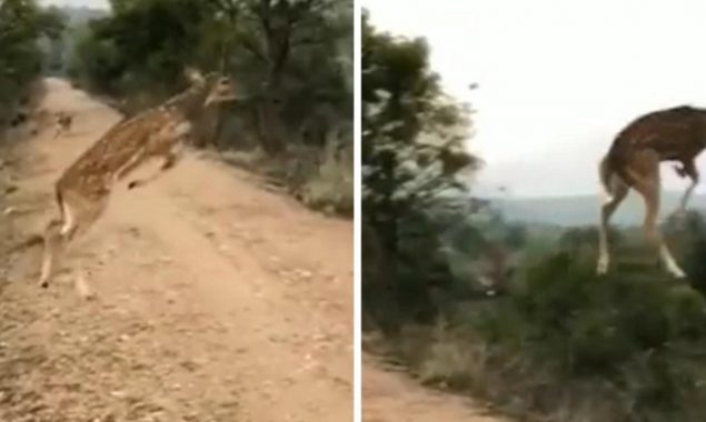 Jaw-dropping video: a ‘flying’ deer leaves the internet speechless