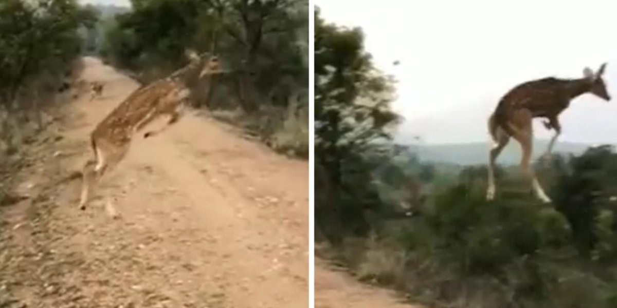 deer