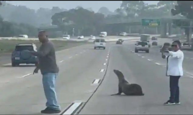 Watch: Samaritans Stop Traffic to Rescue a Sea Lion on the busy highway