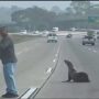 Watch: Samaritans Stop Traffic to Rescue a Sea Lion on the busy highway