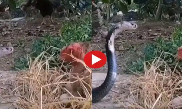 Mother hen fights a snake to protect her chicks in viral video