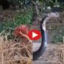 Mother hen fights a snake to protect her chicks in viral video