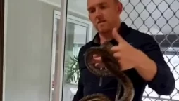 snake