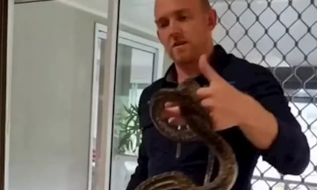 Huge snake was discovered climbing up the curtains at the family’s home