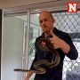 Huge snake was discovered climbing up the curtains at the family’s home