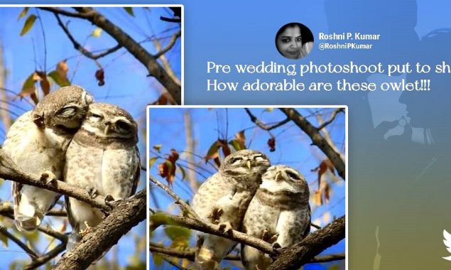 Netizens love the viral pics of cozy owlets ‘Real Lovebirds’