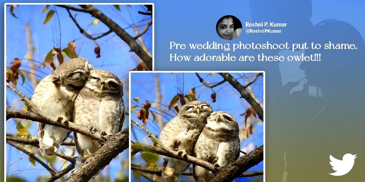 Real Lovebirds