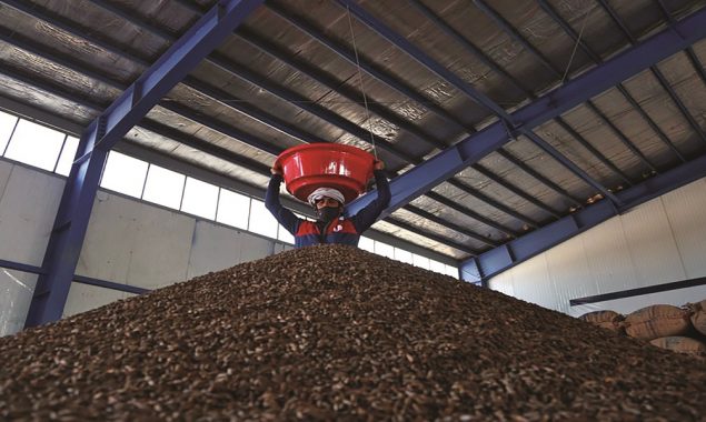 China’s love of pine nuts helps Afghan exporters