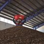 China’s love of pine nuts helps Afghan exporters