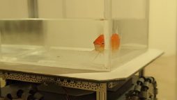 Goldfish can drive fish tank on wheels, Israel study finds