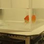 Goldfish can drive fish tank on wheels, Israel study finds