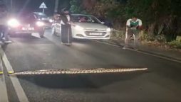 Spotted: Python at Kochi’s Seaport-Airport Road, halting traffic