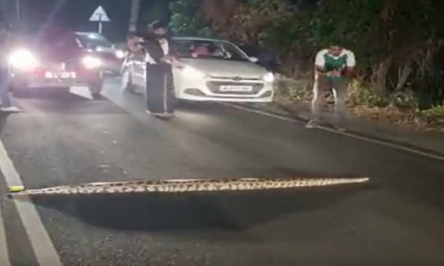 Spotted: Python at Kochi’s Seaport-Airport Road, halting traffic