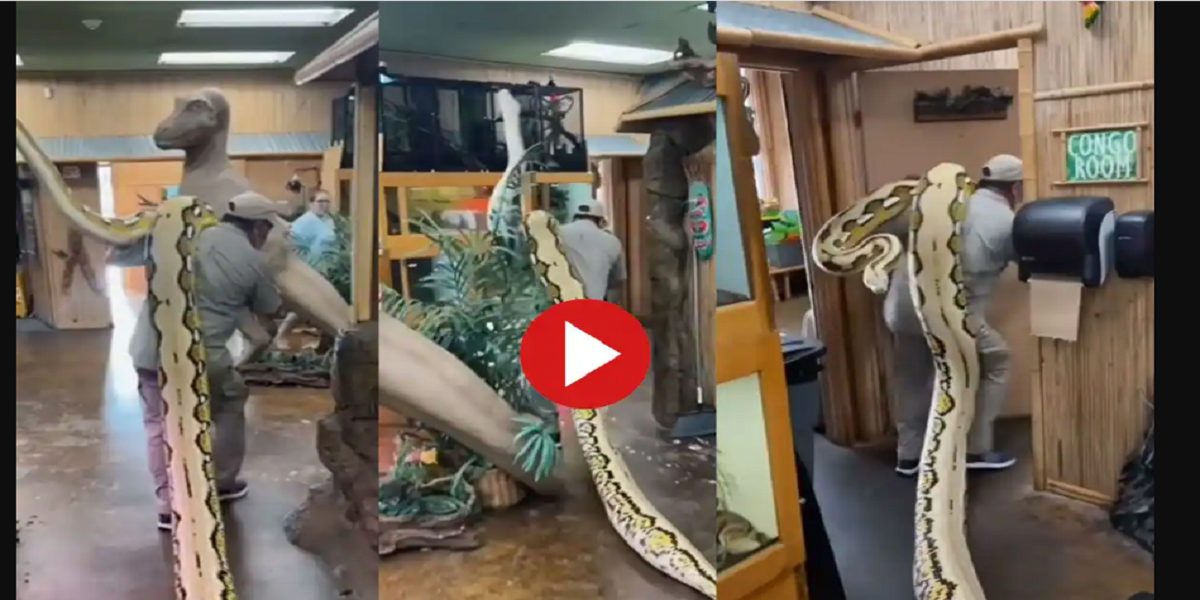 massive python