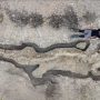 Watch: 180 million-year-old “sea dragon” fossil discovered by scientists